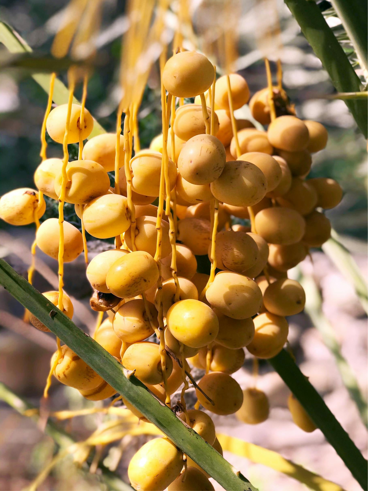 Barhy Dates (5kg)